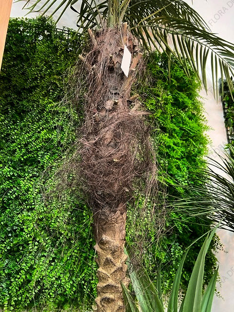 Phoenix Palm Tree 240cm