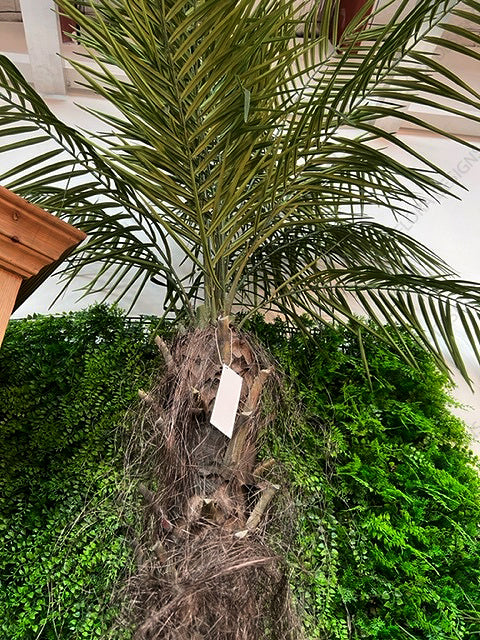 Phoenix Palm Tree 240cm