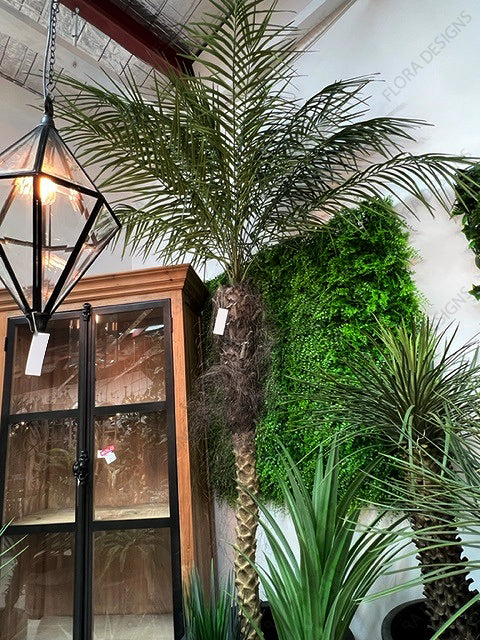 Phoenix Palm Tree 210cm