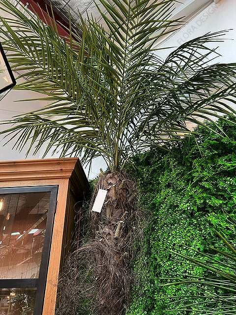Phoenix Palm Tree 210cm