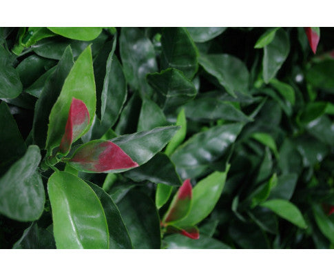 Photinia (Red Robin) Leaf Screens / Panels UV Stabilised 1m X 1m