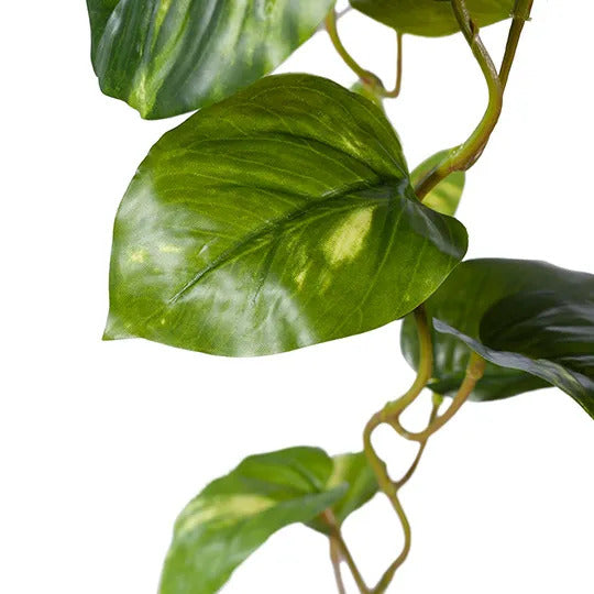 Pothos Hanging Bush Variegated 91cm Pack of 4