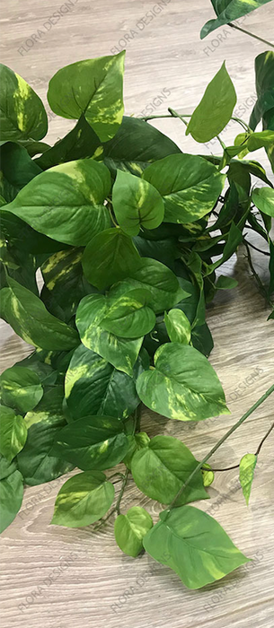 Pothos Hanging Bush Green 85cm Pack of 6