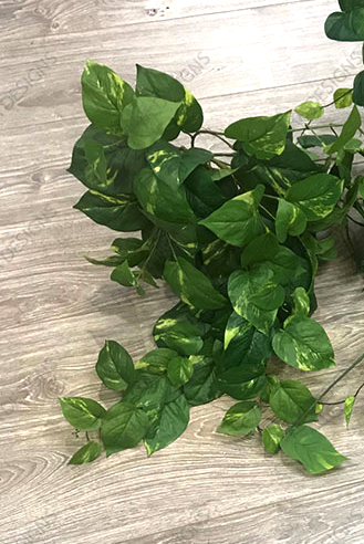 Pothos Hanging Bush Green 85cm Pack of 6