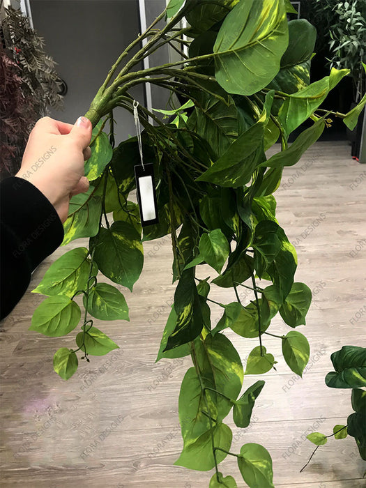 Pothos Hanging Bush Green 85cm Pack of 6