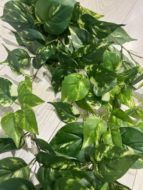 Pothos Hanging Bush 8 Branches 130cm Set of 12