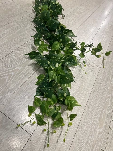 Pothos Hanging Bush 8 Branches 130cm Set of 12