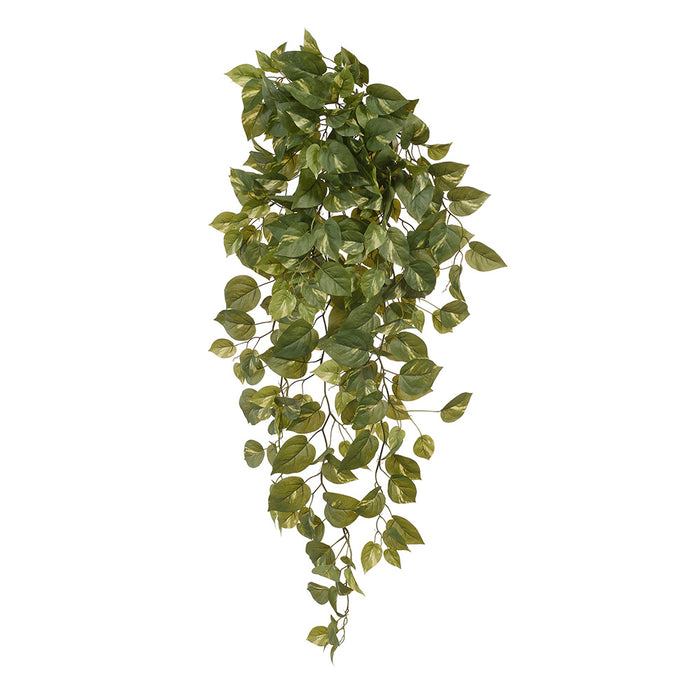 Pothos Hanging Bush Green 106cm Pack of 6