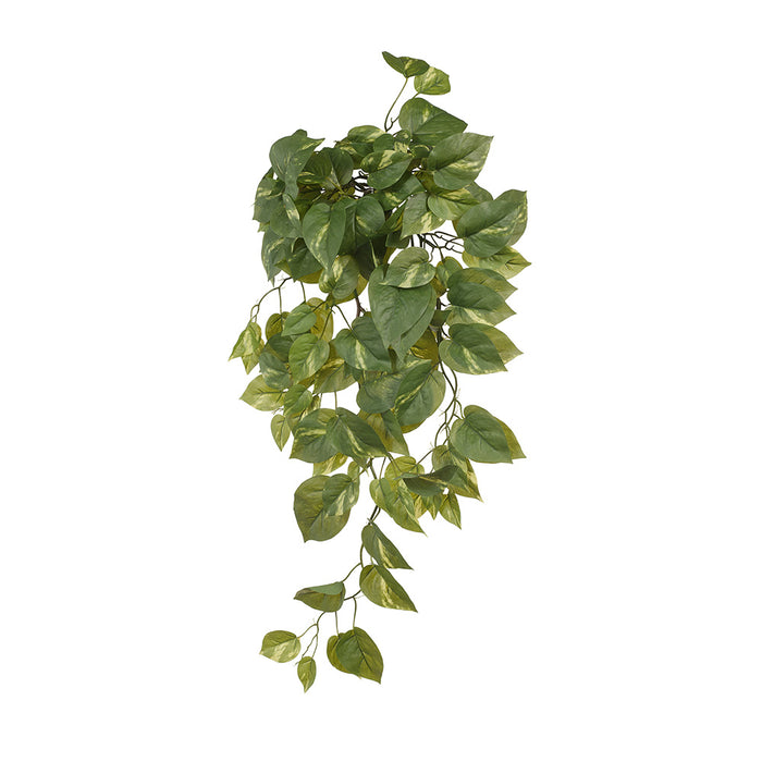 Pothos Hanging Bush Green 70cm Pack of 6