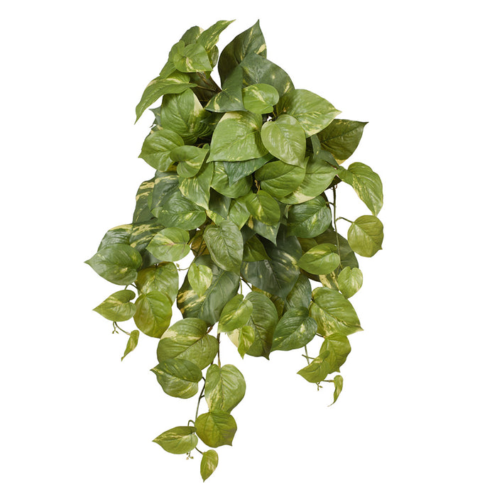 Pothos Hanging Bush Green 85cm Pack of 6