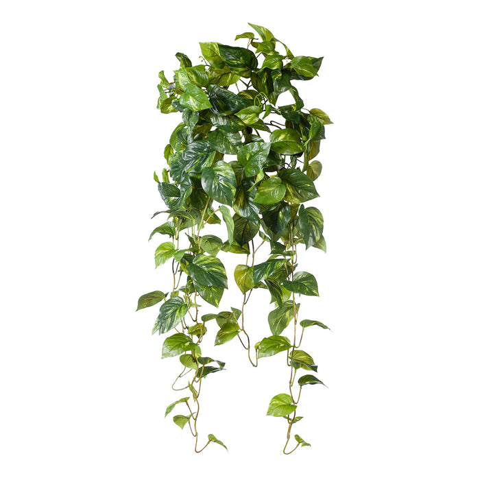 Pothos Hanging Bush Variegated 91cm Pack of 4