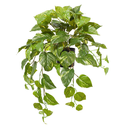 Pothos Hanging Bush in Pot Variegated 72cm Pack of 2