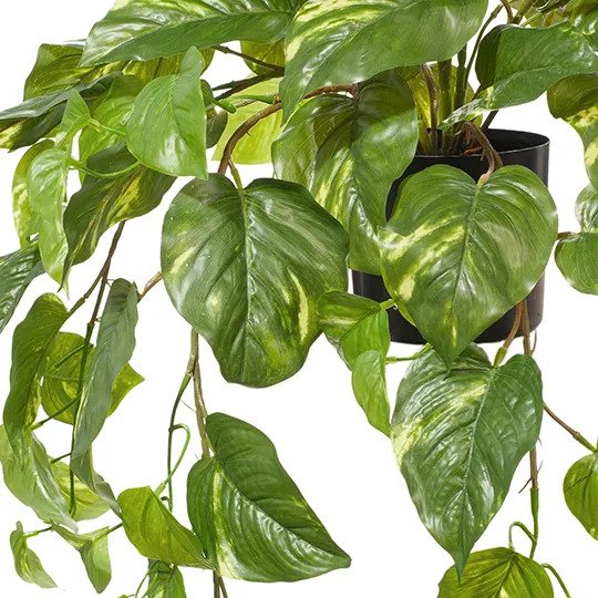 Pothos Hanging Bush in Pot Variegated 72cm Pack of 2