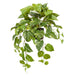 Pothos Hanging Bush in Pot Variegated 72cm Pack of 2