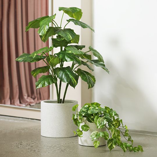 Pothos Marble Hanging Bush Variegated 61cm Pack of 6