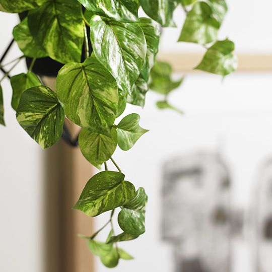 Pothos Marble Hanging Bush Variegated 61cm Pack of 6