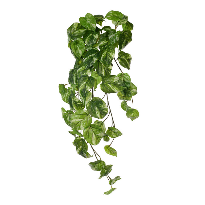 Pothos Marble Hanging Bush Variegated 61cm Pack of 6