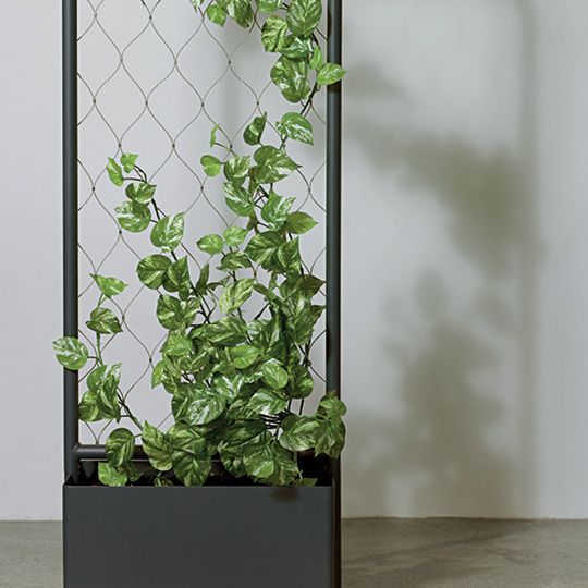 Pothos Marble Hanging Bush Variegated 73cm Pack of 4