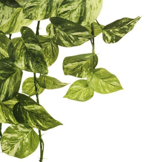 Pothos Marble Hanging Bush Variegated 73cm Pack of 4