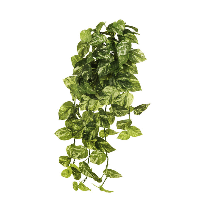 Pothos Marble Hanging Bush Variegated 73cm Pack of 4