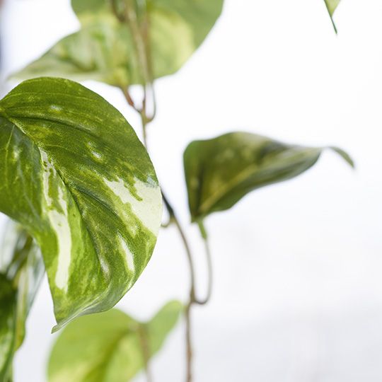 Pothos Marble Hanging Bush Variegated 91cm Pack of 4