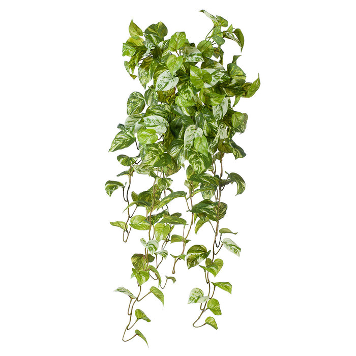 Pothos Marble Hanging Bush Variegated 91cm Pack of 4