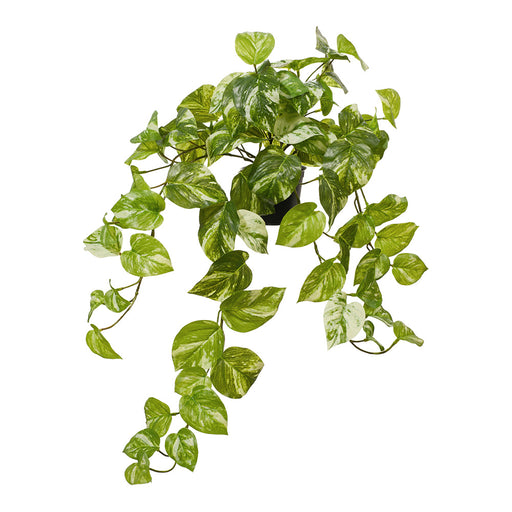 Pothos Marble Hanging Bush in Pot Variegated 64cm Pack of 4