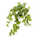 Pothos Marble Hanging Bush in Pot Variegated 64cm Pack of 4
