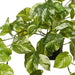 Pothos Marble Hanging Bush in Pot Variegated 64cm Pack of 4
