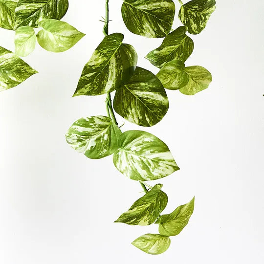 Pothos Marble Hanging Bush in Pot Variegated 80cm Pack of 2