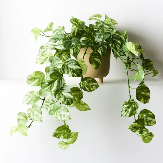 Pothos Marble Hanging Bush in Pot Variegated 80cm Pack of 2