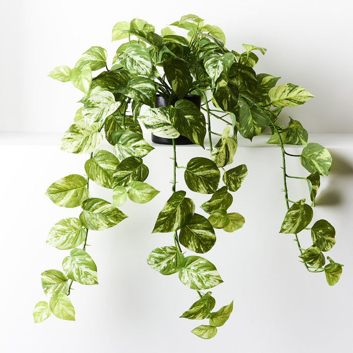 Pothos Marble Hanging Bush in Pot Variegated 80cm Pack of 2