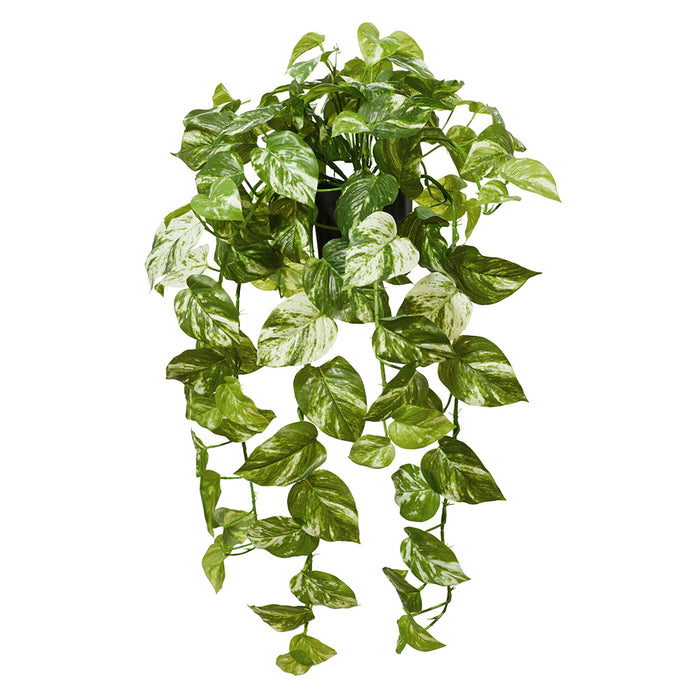 Pothos Marble Hanging Bush in Pot Variegated 80cm Pack of 2