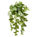 Pothos Marble Hanging Bush in Pot Variegated 80cm Pack of 2