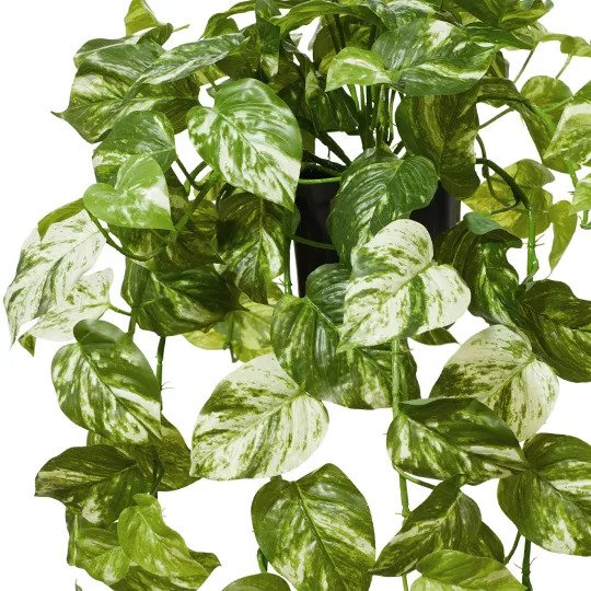 Pothos Marble Hanging Bush in Pot Variegated 80cm Pack of 2