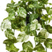 Pothos Marble Hanging Bush in Pot Variegated 80cm Pack of 2