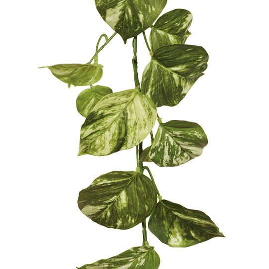 Pothos Marble Hanging Garland Variegated 168cm Pack of 12