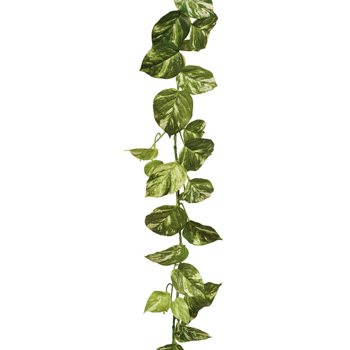 Pothos Marble Hanging Garland Variegated 168cm Pack of 12