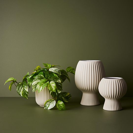 Pothos Marble in Pot Variegated 20cm Pack of 6