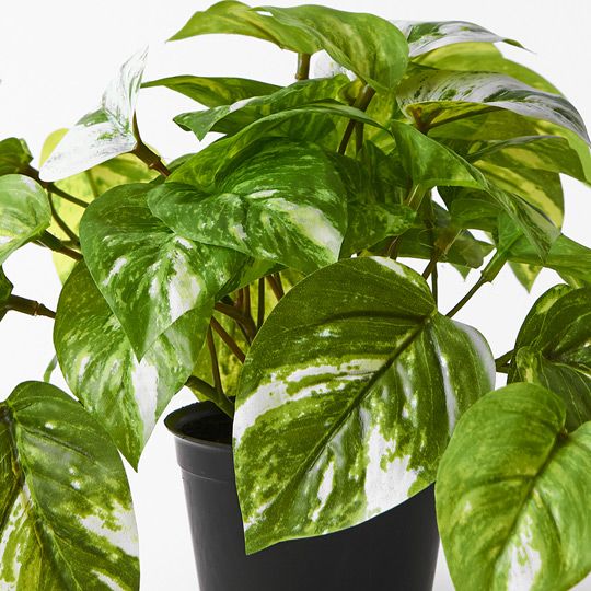 Pothos Marble in Pot Variegated 20cm Pack of 6