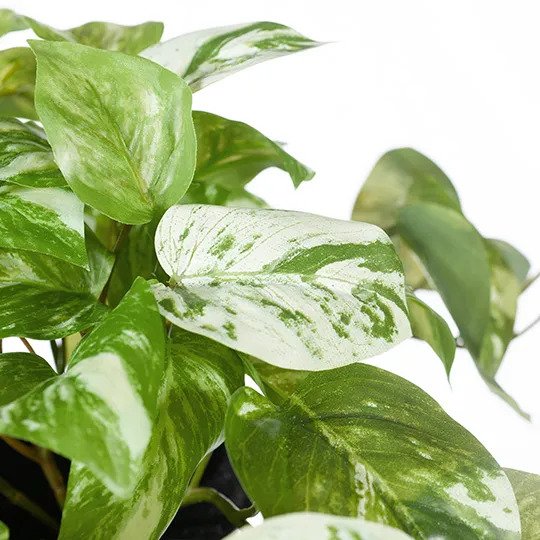 Pothos Marble in Pot Variegated 20cm Pack of 6