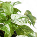 Pothos Marble in Pot Variegated 20cm Pack of 6