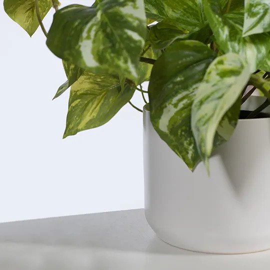 Pothos Marble in Pot Variegated 20cm Pack of 6