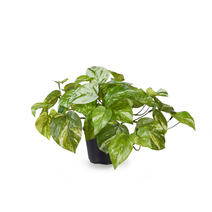 Pothos Marble in Pot Variegated 20cm Pack of 6