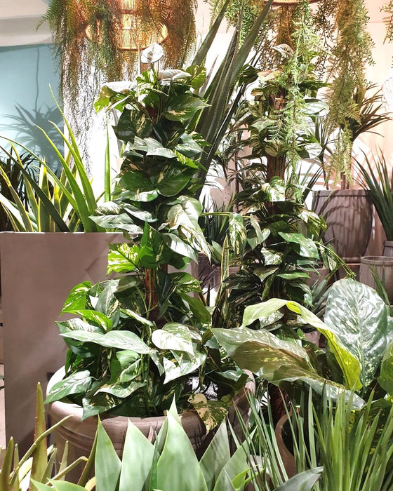 Pothos Vines Plant on Coconut Pole 90cm