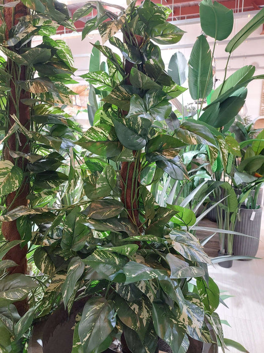 Pothos Vines Plant on Coconut Pole 90cm