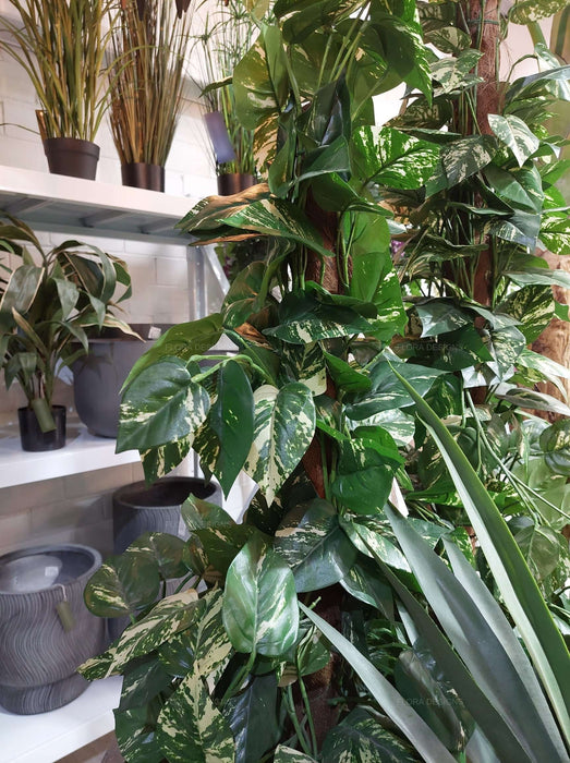 Pothos Vines Plant on Coconut Pole 90cm
