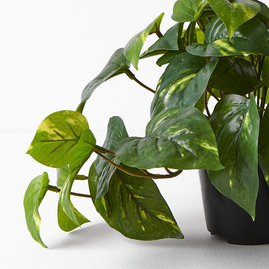 Pothos in Pot Variegated 19cm Pack of 6