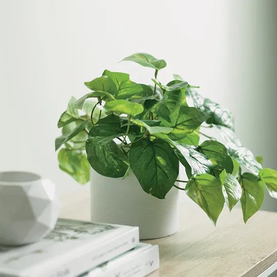 Pothos in Pot Variegated 19cm Pack of 6