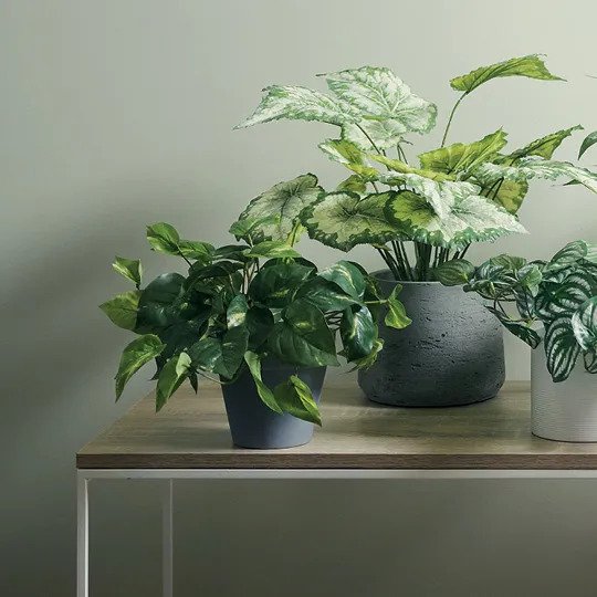 Pothos in Pot Variegated 19cm Pack of 6